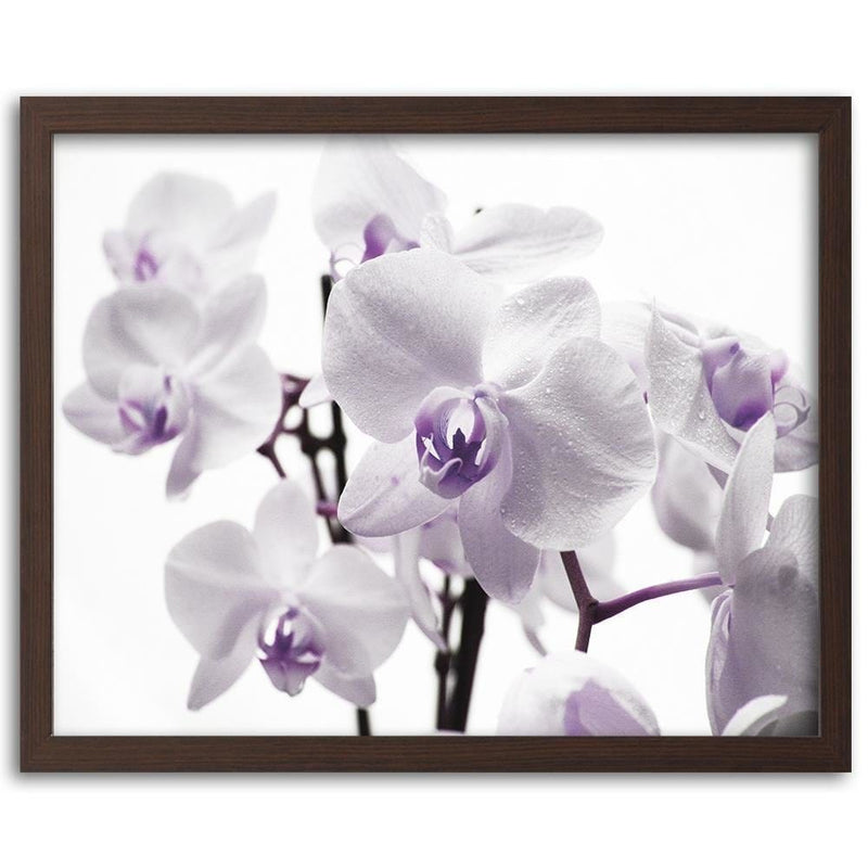 Glezna brūnā rāmī - White Orchid 3  Home Trends DECO