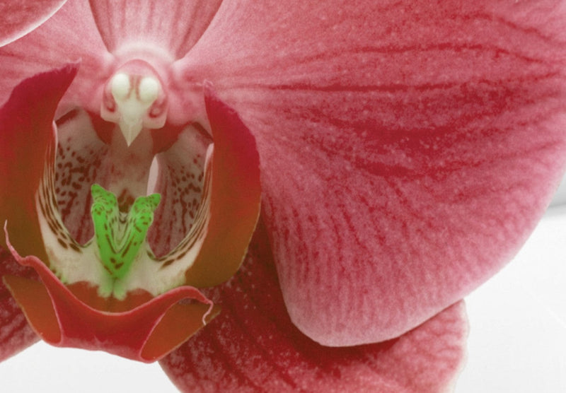 Glezna ar orhidejām - Sarkanā orhideja, 98100 Home Trends