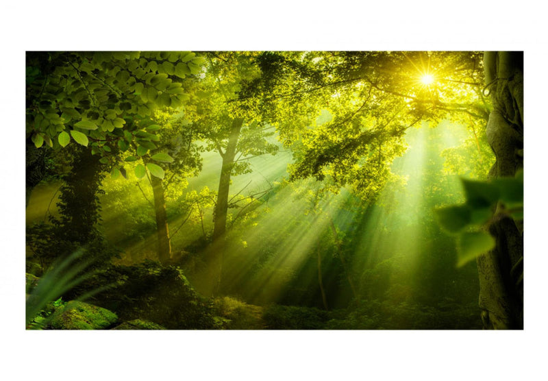 Lielas fototapetes ar saulainu mežu - Slepenajā mežā II 500x280 E-interjers.lv